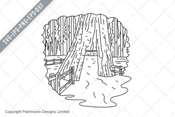 Download California Tunnel Tree in Mariposa Grove - Tree Collection
